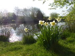 FZ029012 Daffodils at pond.jpg